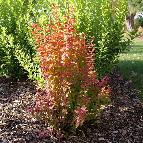 Berberis thunbergii 'NCBT3' USPP 35,050 ~ PW® Sunjoy® Orange Pillar Barberry-ServeScape