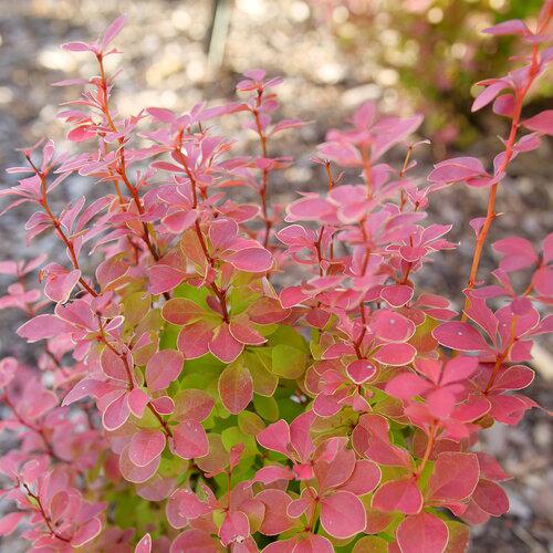 Berberis thunbergii 'NCBT3' USPP 35,050 ~ PW® Sunjoy® Orange Pillar Barberry-ServeScape