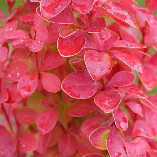 Berberis thunbergii 'NCBT3' USPP 35,050 ~ PW® Sunjoy® Orange Pillar Barberry-ServeScape