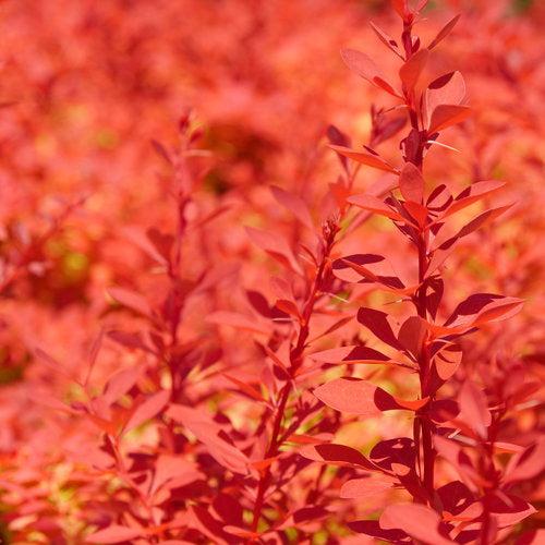 Berberis thunbergii 'NCBT2' ~ PW® Sunjoy Neo® Barberry-ServeScape