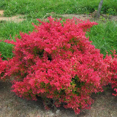 Berberis thunbergii 'NCBT2' ~ PW® Sunjoy Neo® Barberry-ServeScape