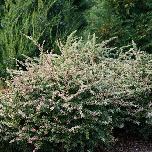 Berberis thunbergii 'Arlene' ~ PW® Sunjoy Sequins® Barberry-ServeScape