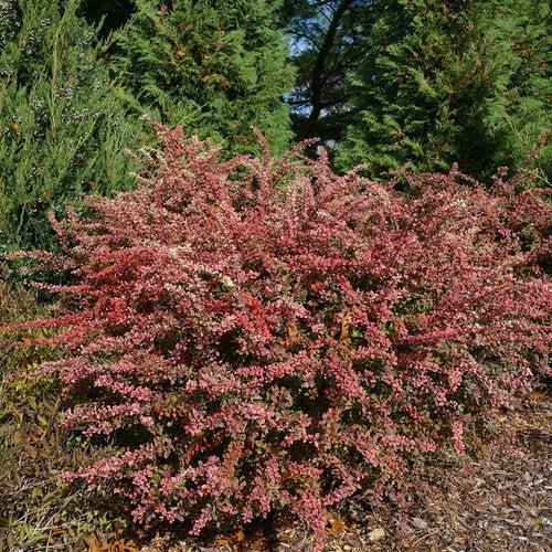 Berberis thunbergii 'Arlene' ~ PW® Sunjoy Sequins® Barberry-ServeScape