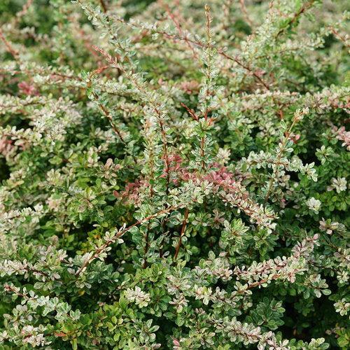 Berberis thunbergii 'Arlene' ~ PW® Sunjoy Sequins® Barberry-ServeScape