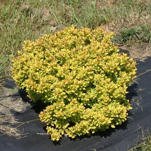 Berberis thunbergii 'Kasia' PP 24,817 ~ PW® Sunjoy® Mini Saffron Barberry-ServeScape
