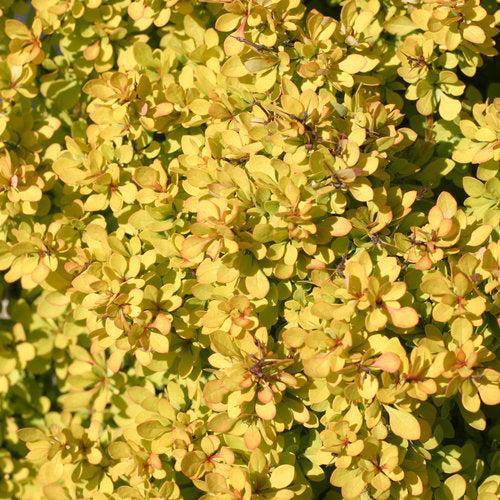 Berberis thunbergii 'Kasia' PP 24,817 ~ PW® Sunjoy® Mini Saffron Barberry-ServeScape