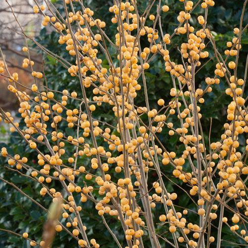 Ilex verticillata 'Roberta Case' ~ Berry Heavy® Gold Winterberry-ServeScape