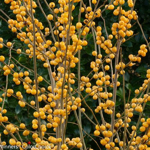 Ilex verticillata 'Roberta Case' ~ Berry Heavy® Gold Winterberry-ServeScape