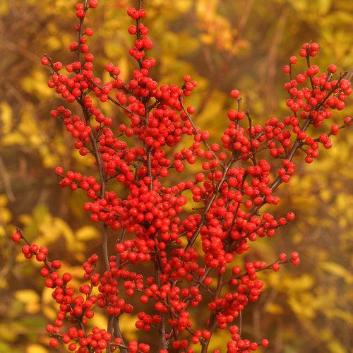 Ilex verticillata 'Spravy' ~ Berry Heavy® Winterberry-ServeScape