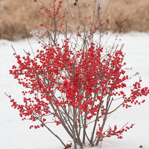 Ilex verticillata 'FarrowBPop' USPP 25,83 ~ Berry Poppins® Winterberry-ServeScape