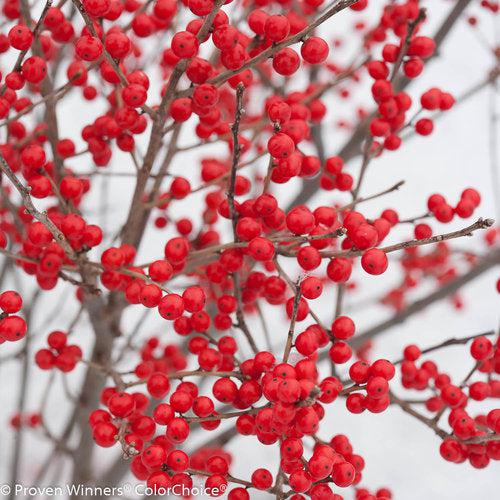 Ilex verticillata 'FarrowBPop' USPP 25,83 ~ Berry Poppins® Winterberry-ServeScape