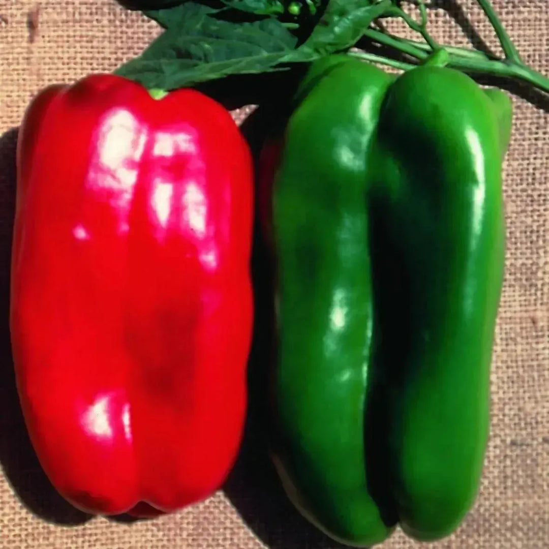 Assorted Peppers ~ Pepper Vegetables (4.5in)-ServeScape