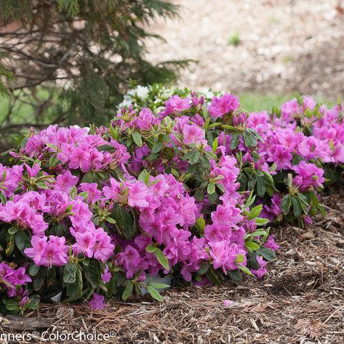 Rhododendron 'RLH1-4P19' ~ Bloom-A-Thon® Lavender Azalea-ServeScape