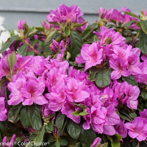 Rhododendron 'RLH1-4P19' ~ Bloom-A-Thon® Lavender Azalea-ServeScape