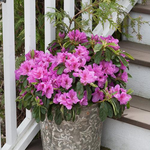 Rhododendron 'RLH1-4P19' ~ Bloom-A-Thon® Lavender Azalea-ServeScape
