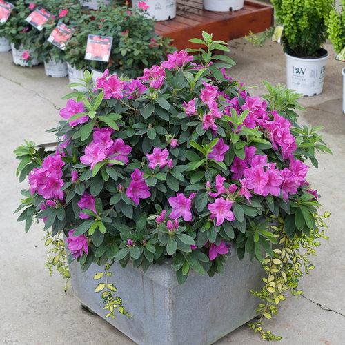 Rhododendron 'RLH1-4P19' ~ Bloom-A-Thon® Lavender Azalea-ServeScape