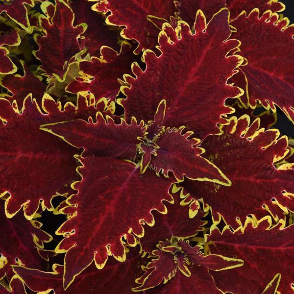 Solenostemon scutellarioides 'UF18-62-10’ ~ ChargedUp™ Vulcan Coleus-ServeScape