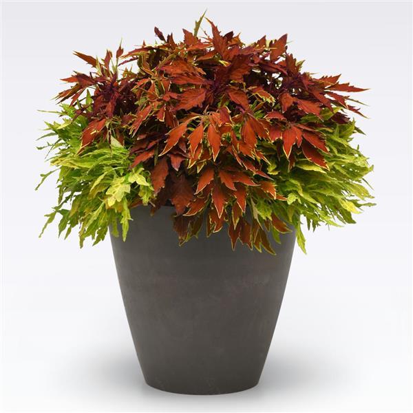 Solenostemon ‘MixMasters Fire & Spice’ ~ MixMasters™ Fire & Spice Mix Coleus-ServeScape