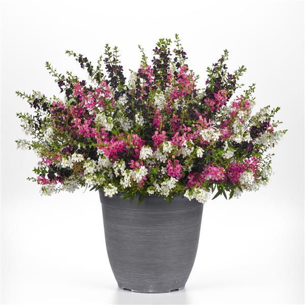 MixMasters™ We've Got Flare Angelonia Mix-ServeScape