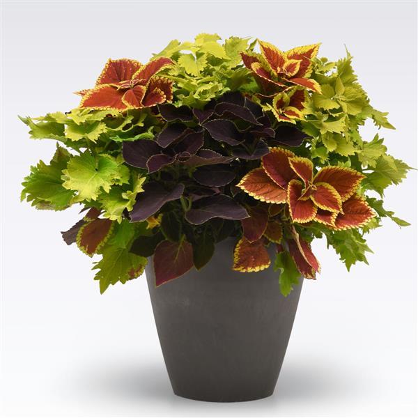 Solenostemon ‘MixMasters Amped Up’ ~ MixMasters™ Amped Up Mix Coleus-ServeScape
