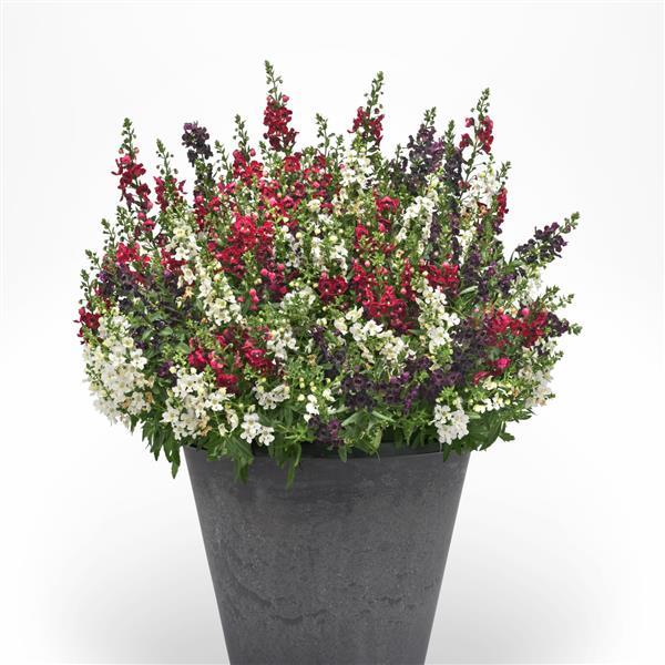 MixMasters™ Heavy Petal Angelonia Mix-ServeScape
