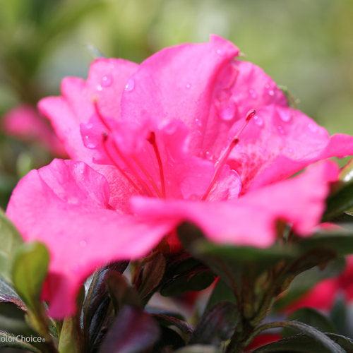 Rhododendron RLH1-11P1' PP27900 ~ Bloom-A-Thon® Hot Pink Azalea-ServeScape