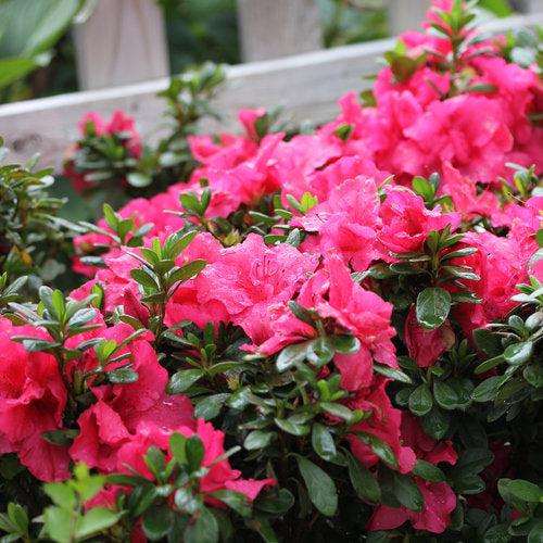 Rhododendron RLH1-11P1' PP27900 ~ Bloom-A-Thon® Hot Pink Azalea-ServeScape