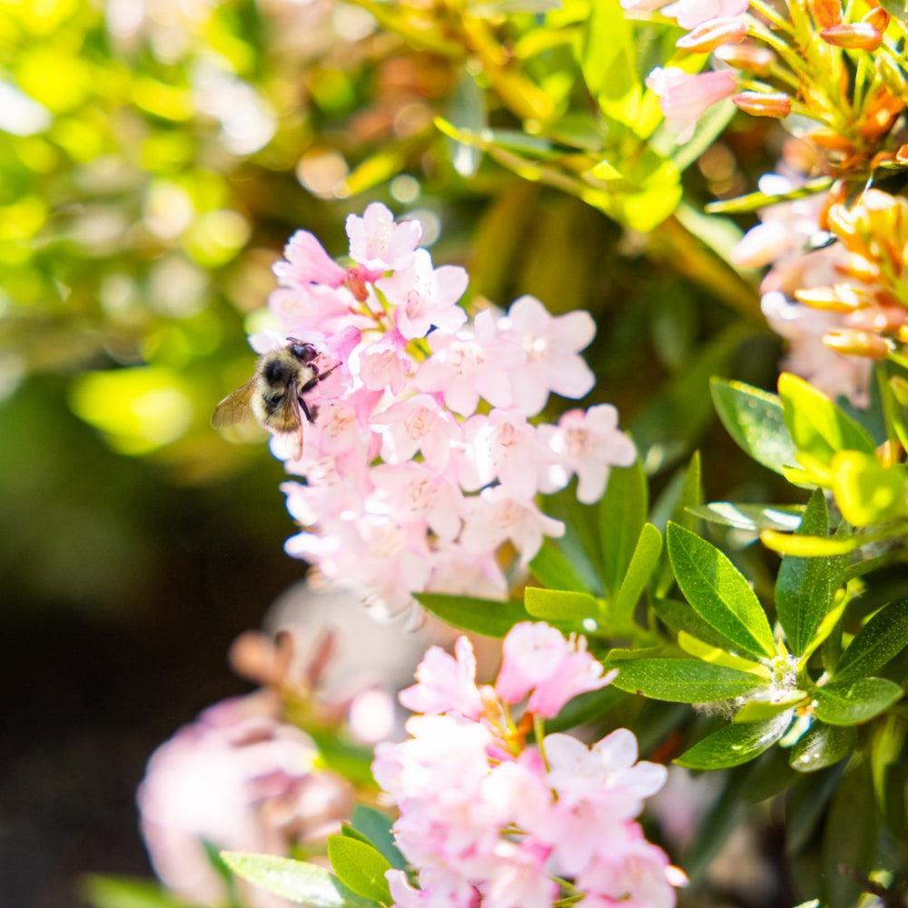 Rhododendron x ‘Microhirs 3‘ PP28473 ~ Bloomin' Easy® Bloombux® Blush Rhododendron-ServeScape