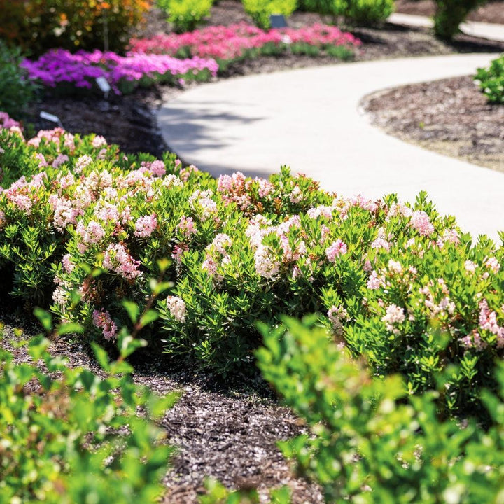 Rhododendron x ‘Microhirs 3‘ PP28473 ~ Bloomin' Easy® Bloombux® Blush Rhododendron-ServeScape