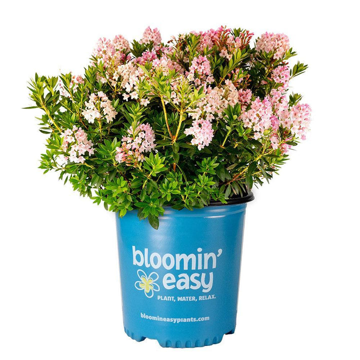 Rhododendron x ‘Microhirs 3‘ PP28473 ~ Bloomin' Easy® Bloombux® Blush Rhododendron-ServeScape