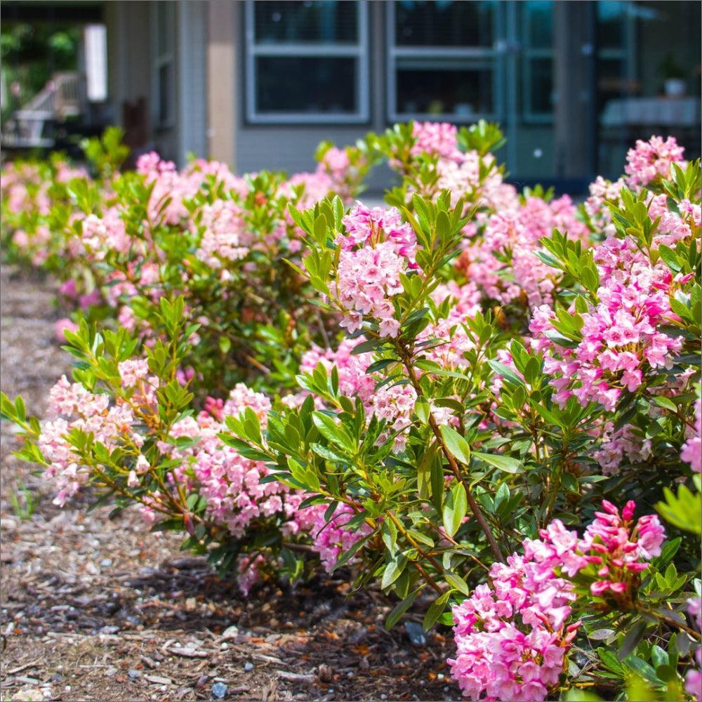 Rhododendron x ‘microhirs9‘ PP32,968 ~ Bloomin' Easy® Bloombux® Magenta Rhododendron-ServeScape