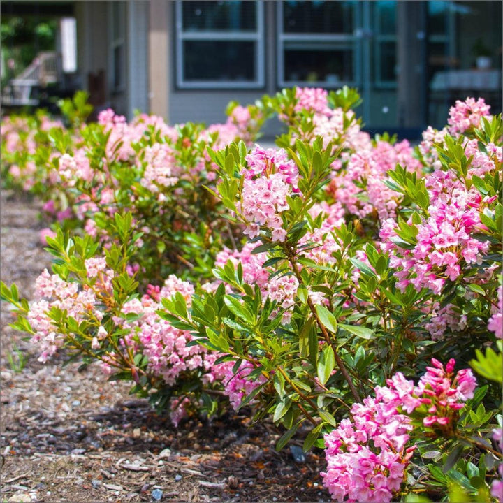Rhododendron x ‘microhirs9‘ PP32,968 ~ Bloomin' Easy® Bloombux® Magenta Rhododendron-ServeScape