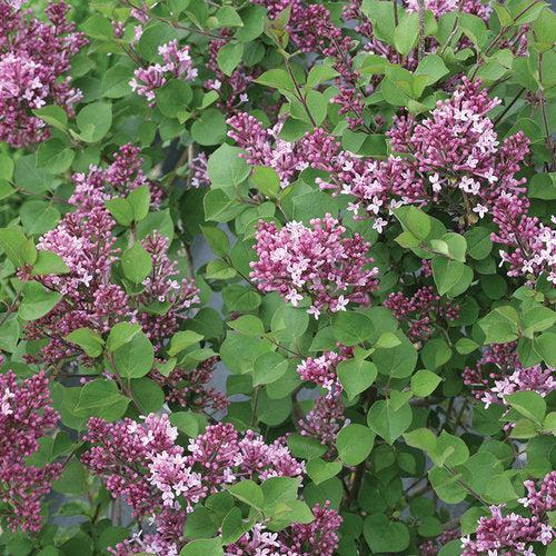Syringa x 'SMNJRPU' ~ Bloomerang® Dwarf Purple Lilac-ServeScape