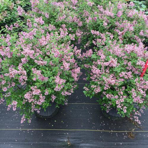 Syringa x 'SMNJRPU' ~ Bloomerang® Dwarf Purple Lilac-ServeScape