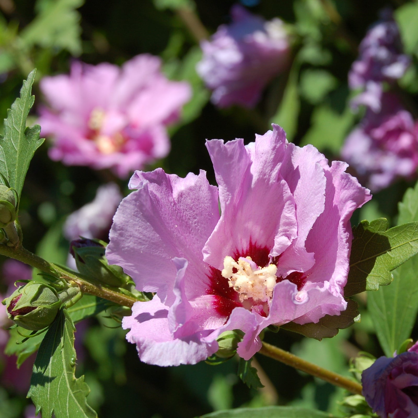 Hibiscus syriacus 'Mineru' ~ Tahiti™ Hibiscus-ServeScape