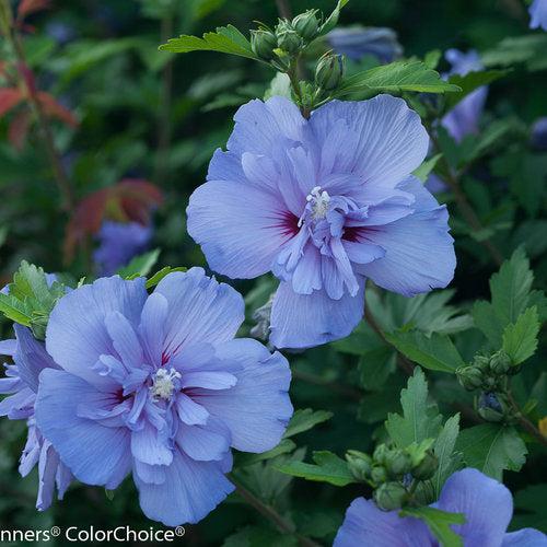 Hibiscus syriacus 'Notwoodthree' ~ Blue Chiffon® Hibiscus-ServeScape