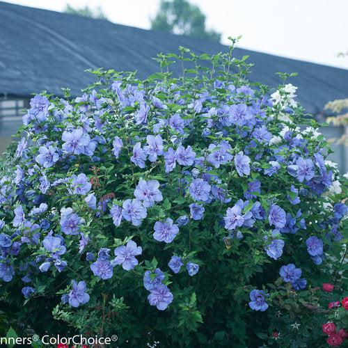 Hibiscus syriacus 'Notwoodthree' ~ Blue Chiffon® Hibiscus-ServeScape