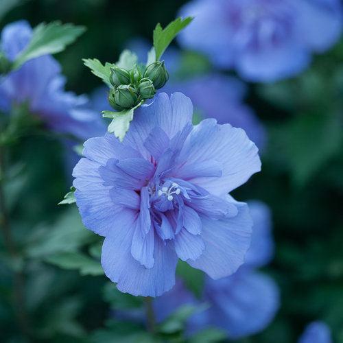 Hibiscus syriacus 'Notwoodthree' ~ Blue Chiffon® Hibiscus-ServeScape