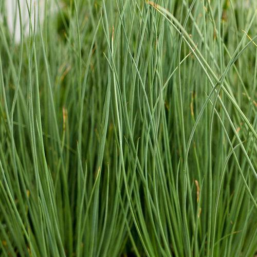 Juncus inflexus 'Blue Mohawk' ~ PW® Blue Mohawk® Soft Rush-ServeScape