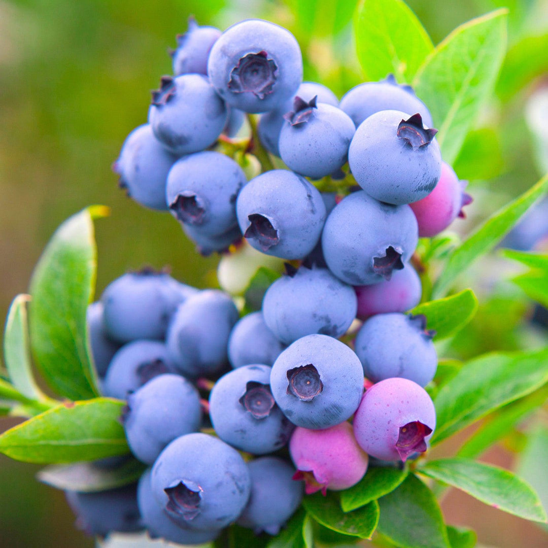 Vaccinium corymbosum 'Razz' ~ Razz™ Blueberry-ServeScape