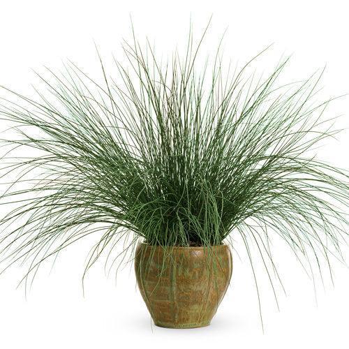 Juncus inflexus 'Blue Mohawk' ~ PW® Blue Mohawk® Soft Rush-ServeScape