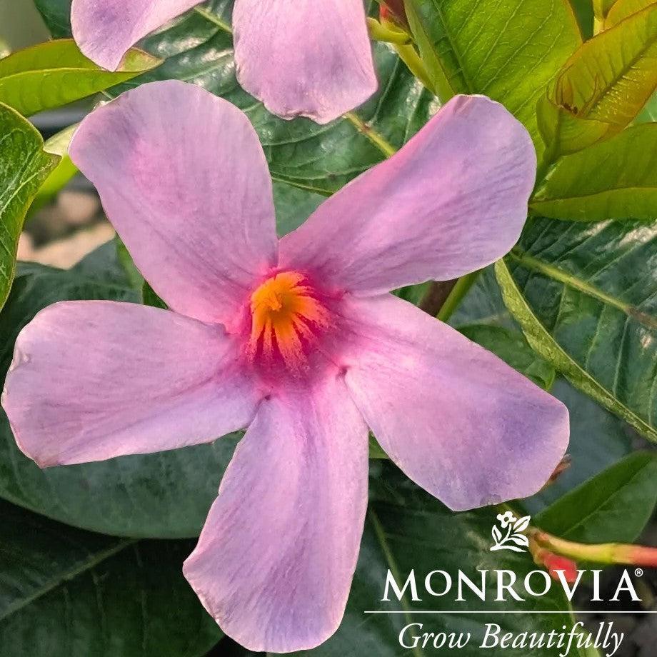 Mandevilla x 'Sun Parasol XP Bluephoria' ~ Monrovia® Sun Parasol® Original XP Bluephoria Mandevilla-ServeScape