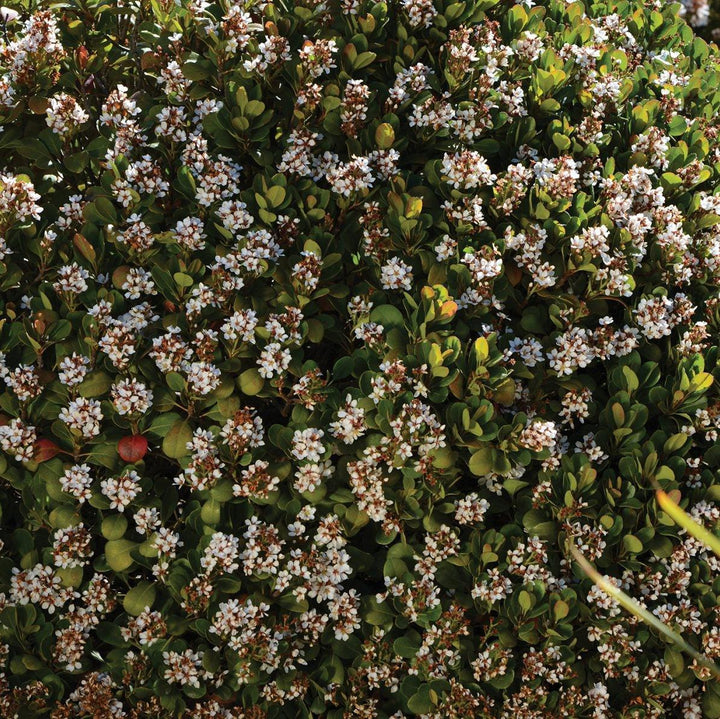 Rhaphiolepis indica 'Parhap' PP 20,243 ~ Monrovia® Oriental Pearl Indian Hawthorn-ServeScape