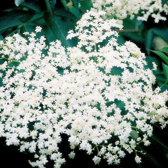 Sambucus nigra 'Bob Gordon' ~ Bob Gordon™ Elderberry-ServeScape