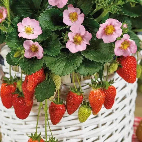 Fragaria × ananassa ‘Berri Basket™ Pink' ~ Berri Basket™ Pink Strawberry-ServeScape
