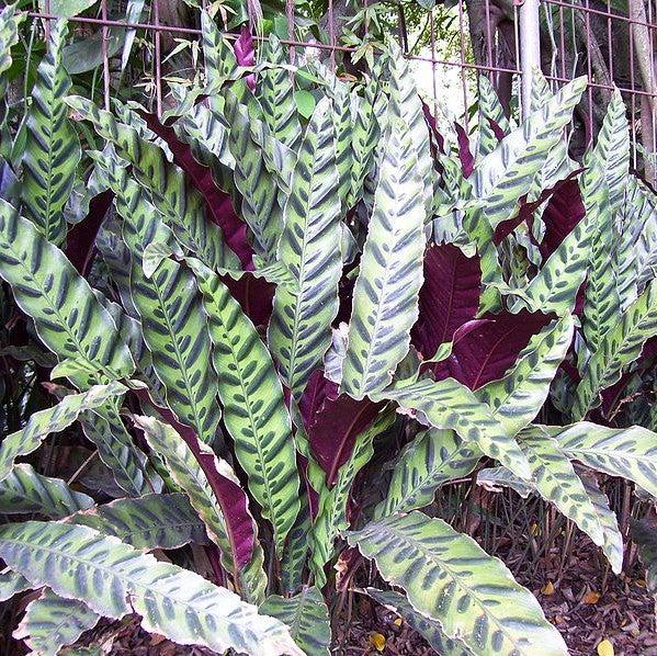 Calathea lancifolia ~ Monrovia® Rattlesnake Plant-ServeScape