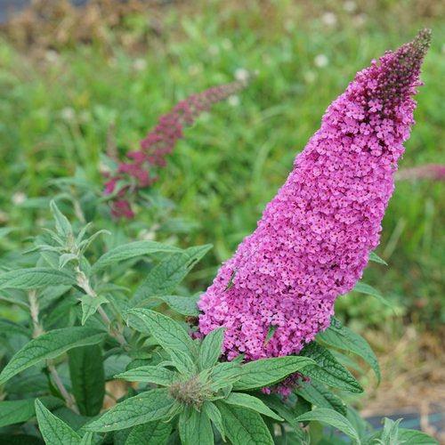 Buddleia davidii SMNBDB' ~ Pugster Pinker® Dwarf Butterfly Bush-ServeScape