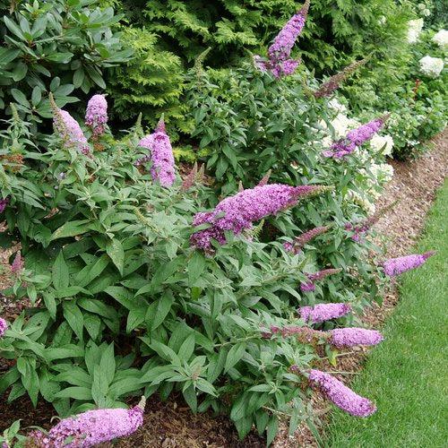 Buddleia davidii SMNBDB' ~ Pugster Pinker® Dwarf Butterfly Bush-ServeScape