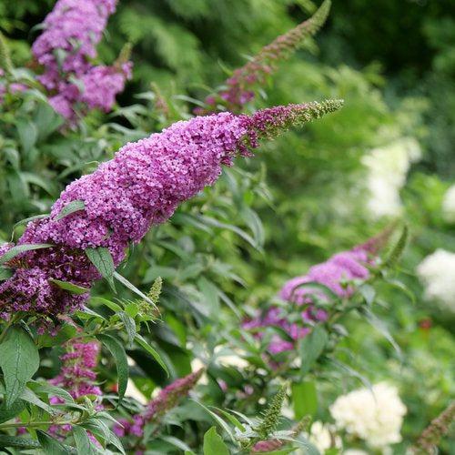 Buddleia davidii SMNBDB' ~ Pugster Pinker® Dwarf Butterfly Bush-ServeScape