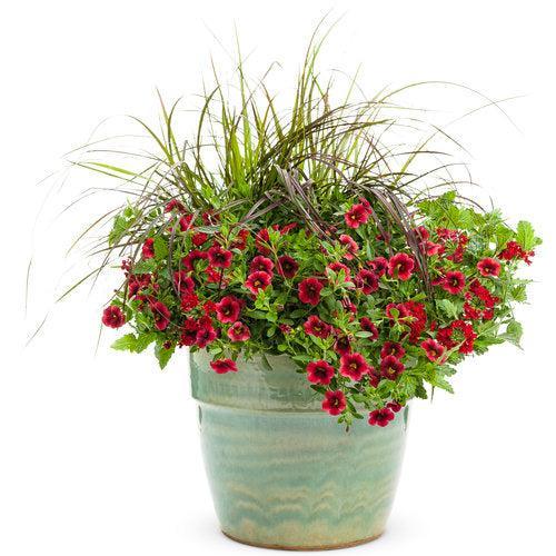 Calibrachoa hybrid 'USCAL23101' ~ PW® Superbells® Cherry Red Calibrachoa-ServeScape